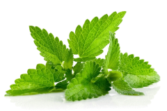 Sélection de e-liquides MENTHE